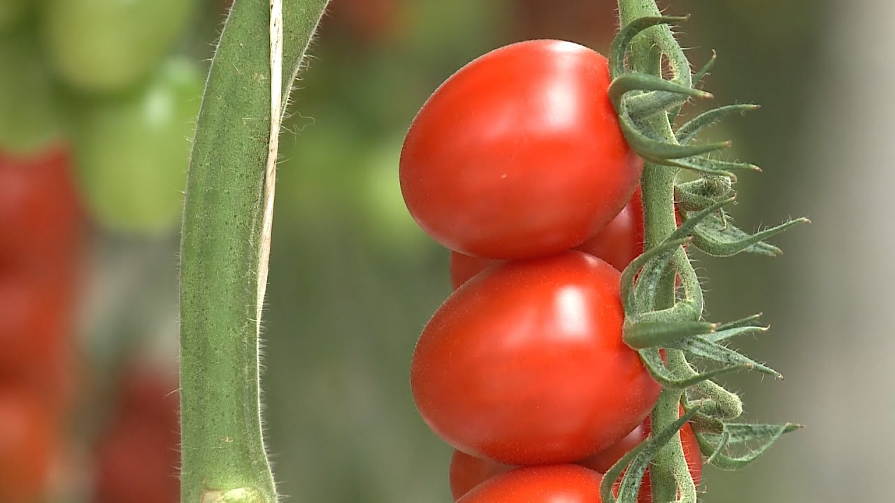 Тепличный комплекс «Солнечный дар» приглашает на работу всех желающих