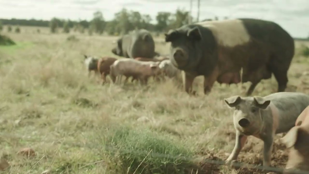 Nextgenregen - Trentons Pasture Raised Pork