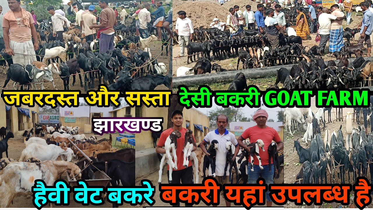 सबसे सस्ता दे रहे हैं झारखंड मे ला कर बकरी | DR AGRO GOAT FARM || Bakari bazar Dhanbad |goat farming