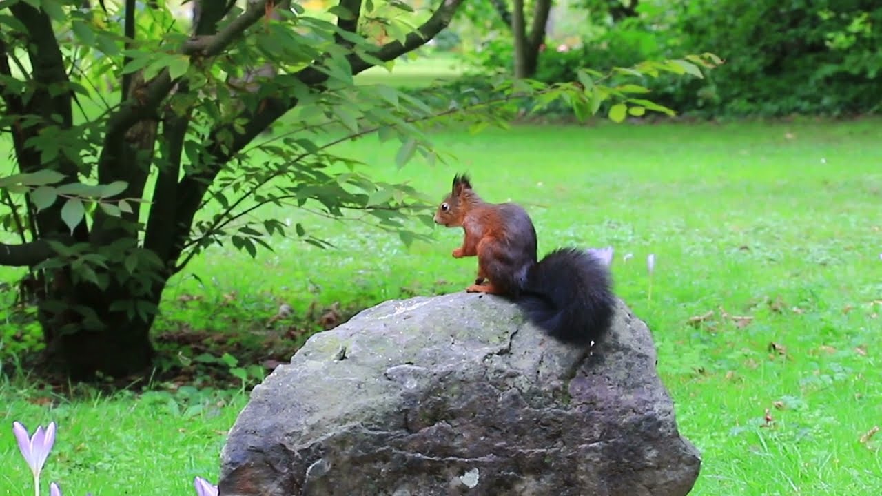 Two minutes with the black tailed squirrel on the rock.