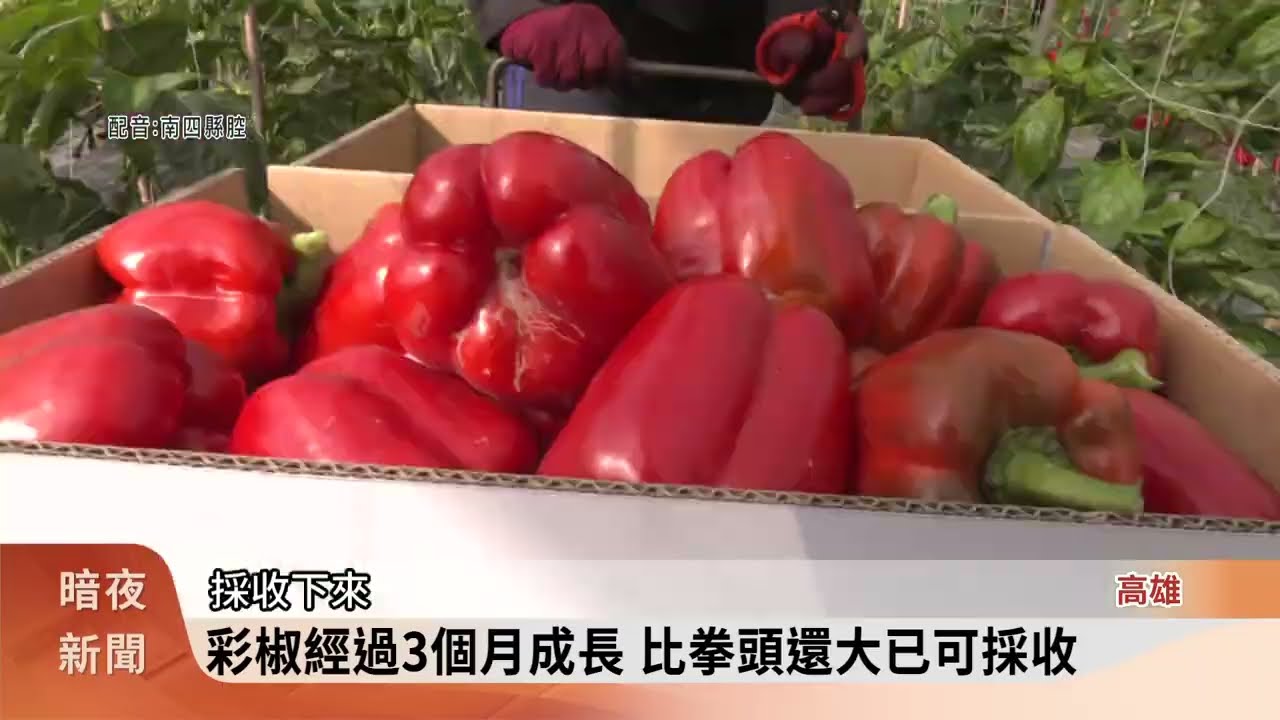 美濃農民種彩椒10餘年 冬季較暖品質佳【客家新聞20260122】