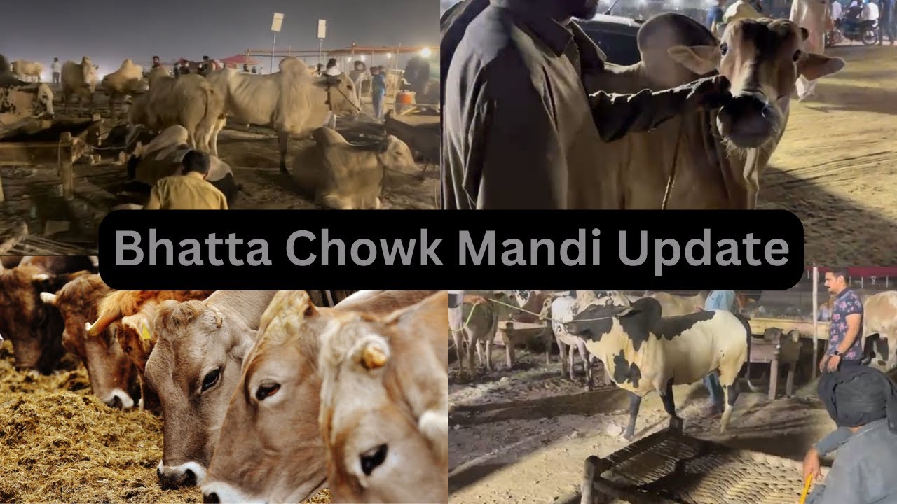 Bhatta Chowk Mandi 2024 Latest Update | Qurbani K Janwar Ke Video | Qurbani 2024