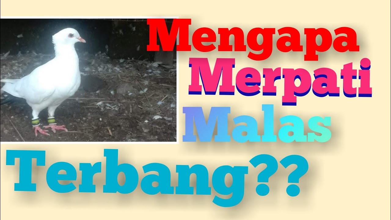 PENYEBAB BURUNG MERPATI MALAS TERBANG