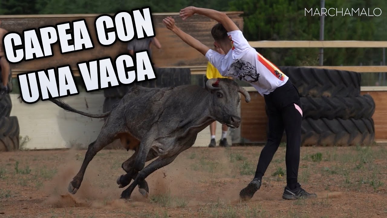 ¡CAPEA CON UNA VACA EN MARCHAMALO!