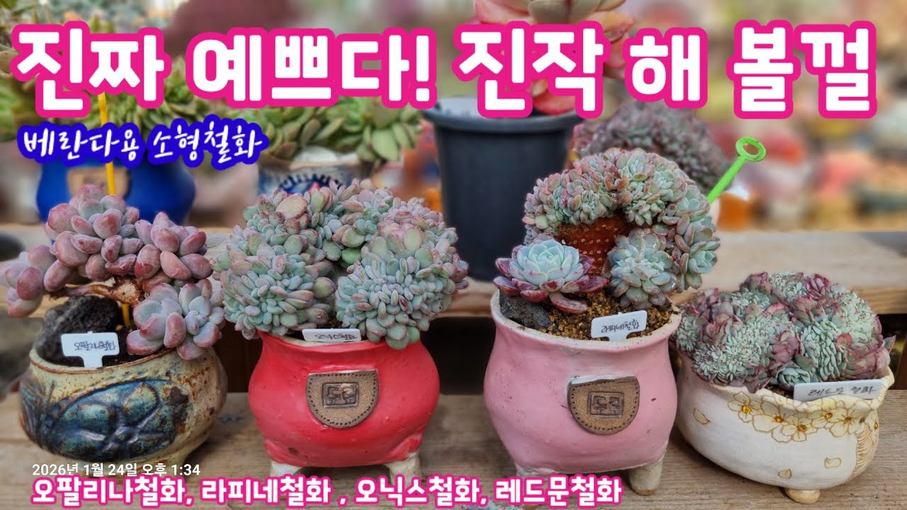 오팔리나철화  라피네철화, 오닉스철화, 레드문철화