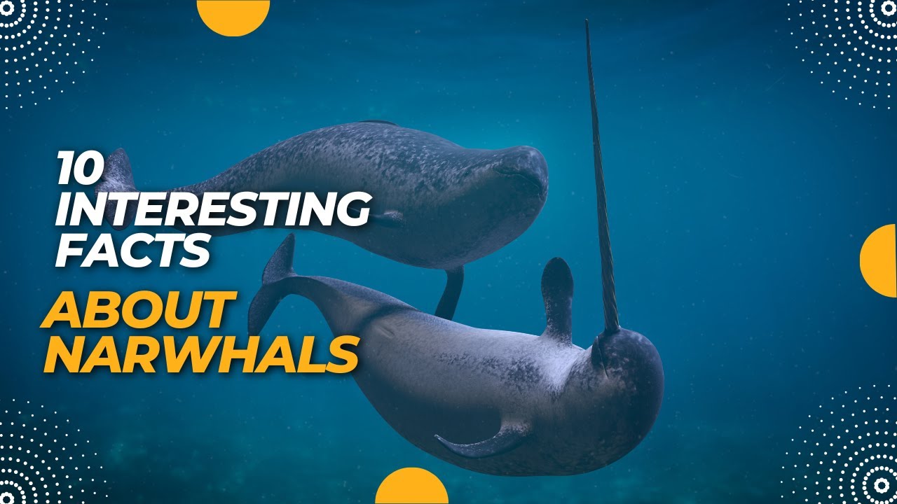 10 interesting facts about Narwhals | #AnimalsAndPets