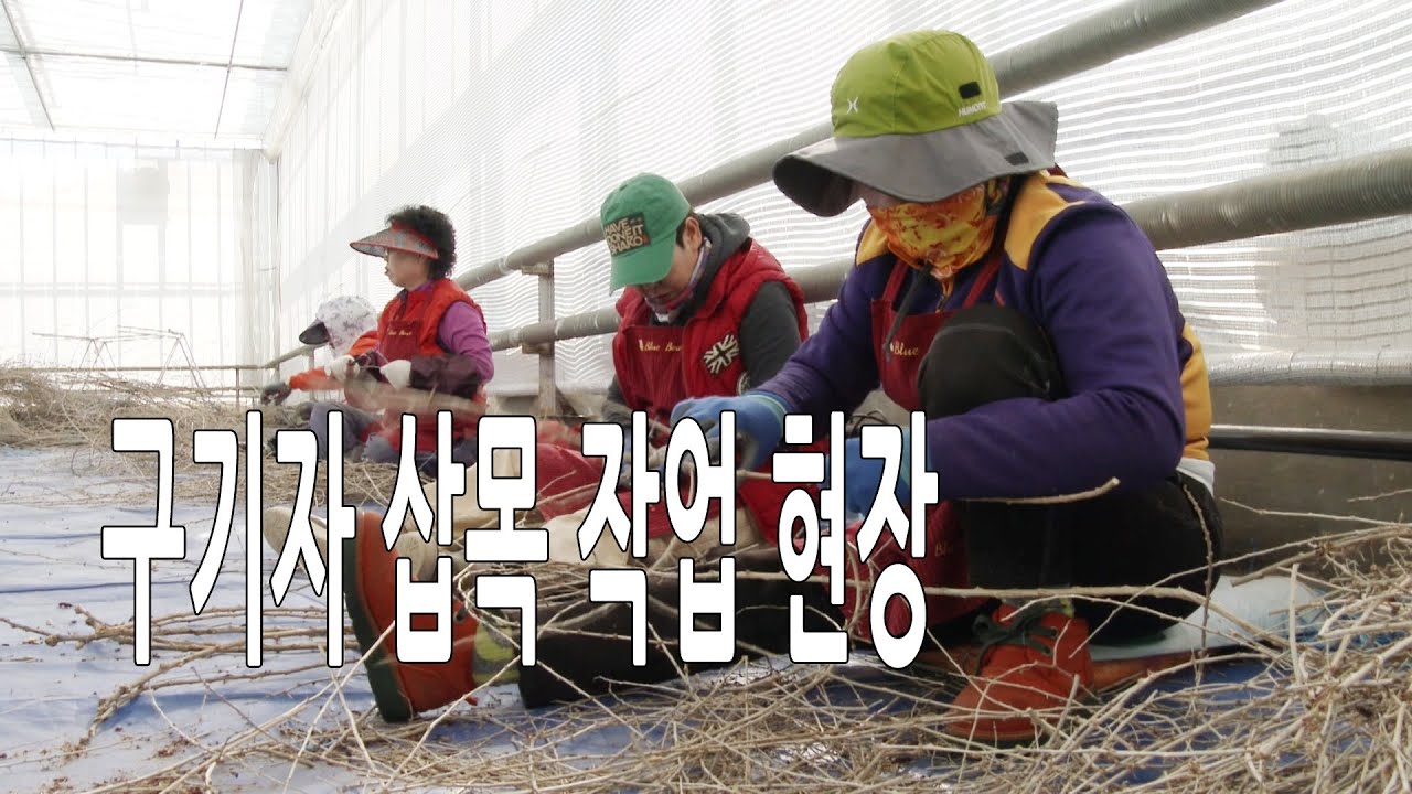 구기자 삽목 작업 현장