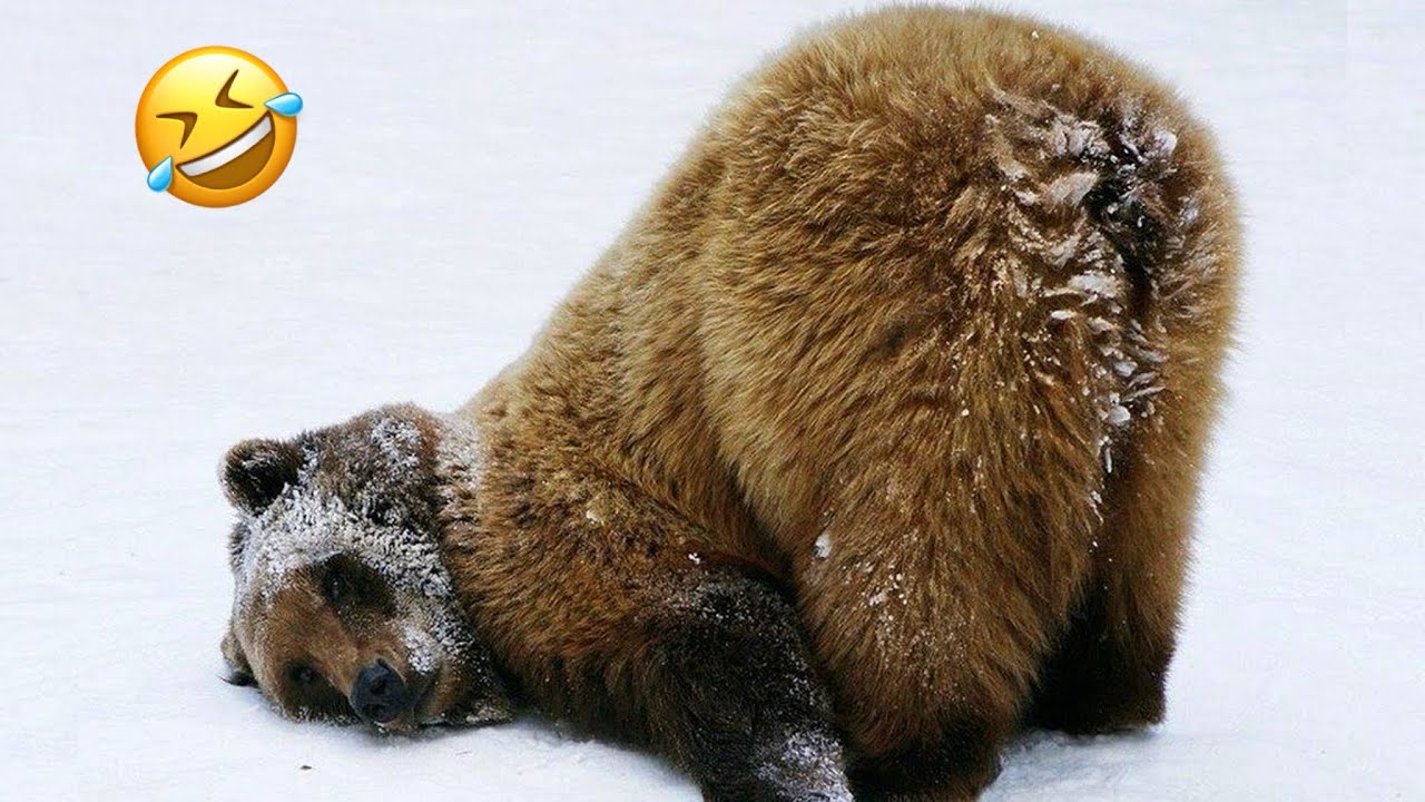 Смешные медведи🐻 Самые смешные видео с животными | Потрясающий улов медведя | Атака медведя | Бел...