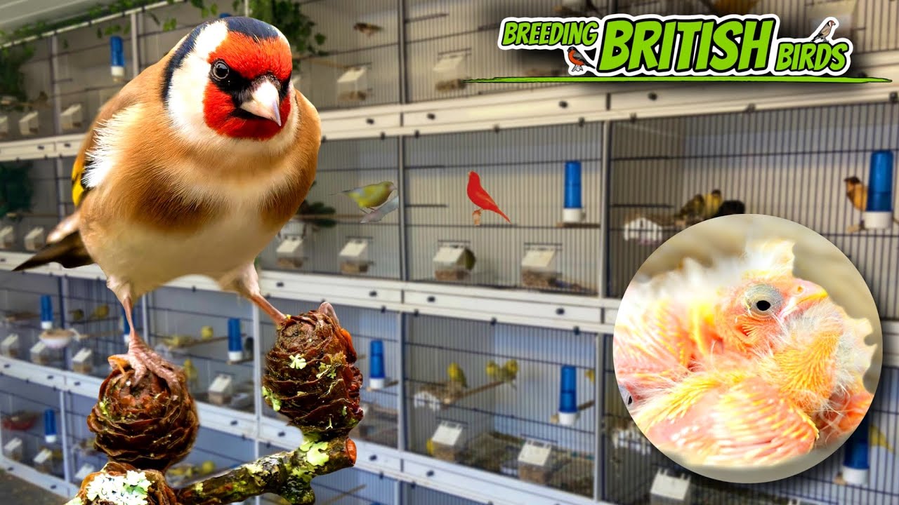 NEW Pairs & DISASTER! | Breeding British Birds S3:Ep7