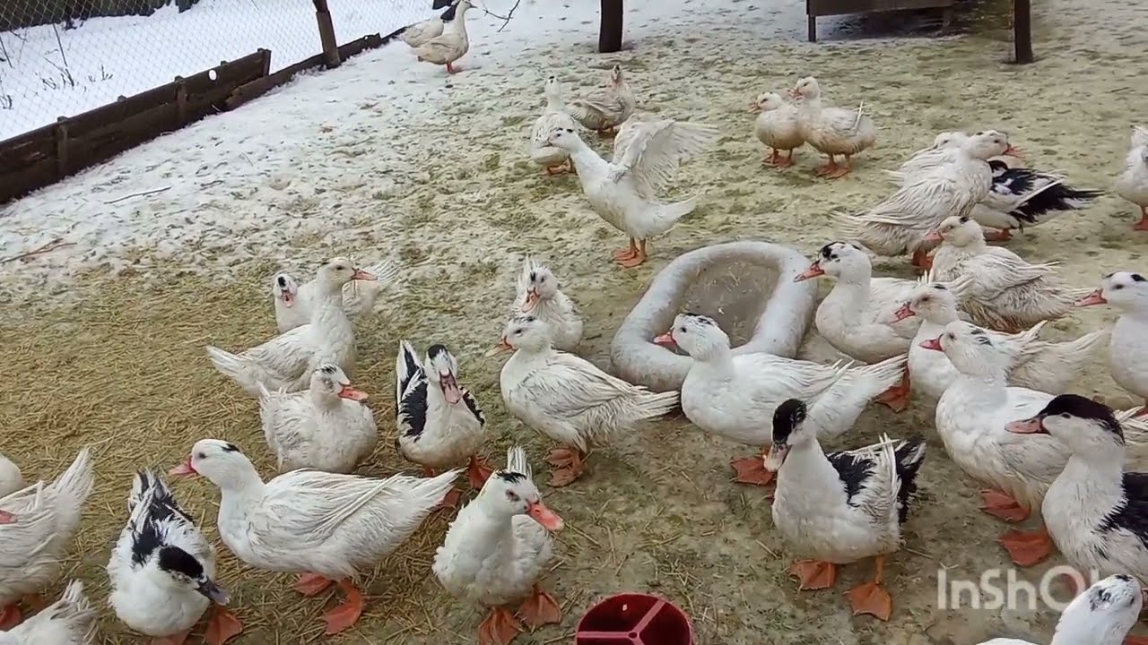Пошла вода. Добыл уток. Муларды на кукурузе цвета апельсина.