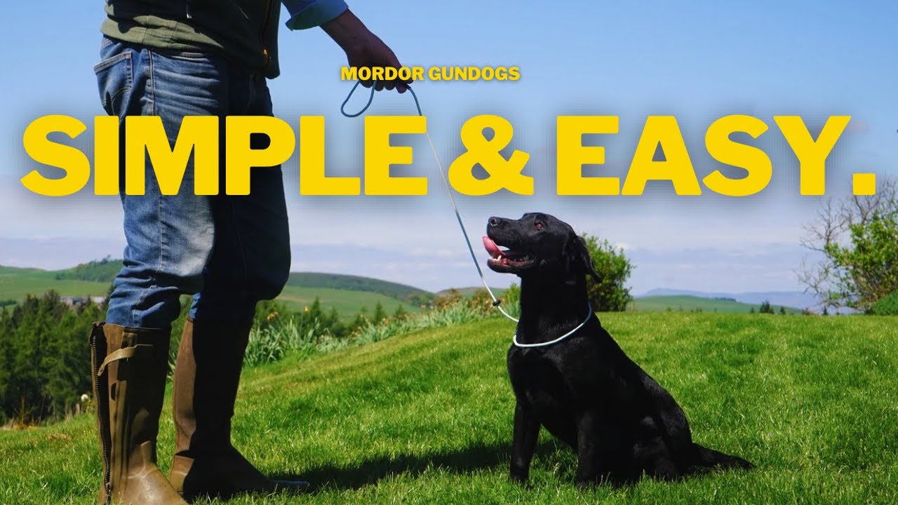 Train YOUR Dog To Walk PERFECTLY On A Lead!