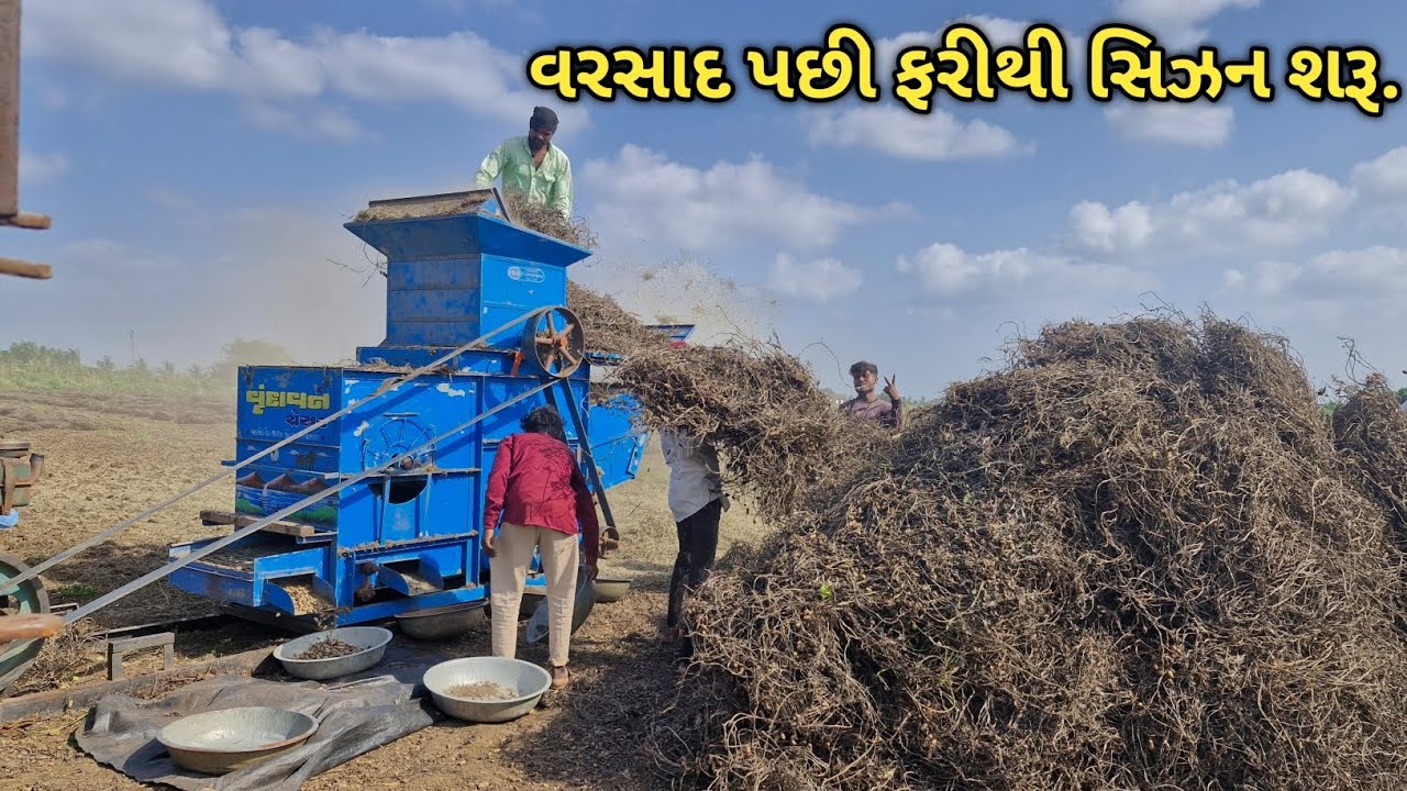 Magfali ni season, varsad pachhi magfali ni season, magfali ni kheti