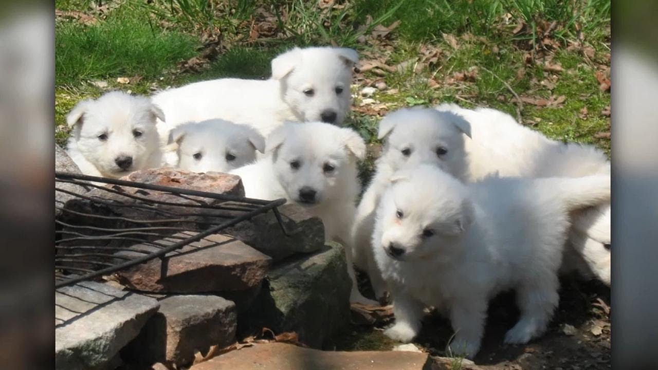 Our White German Shepherds and Puppies – Beautiful Photo Slideshow