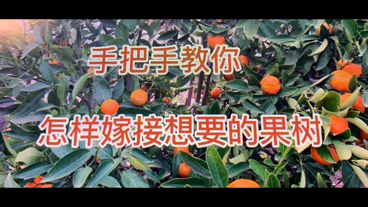 手把手教你如何把沙糖桔嫁接到金桔树上，一棵树长两种果