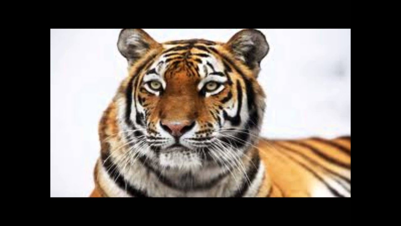 Cathi Osornia  Siberian Tiger