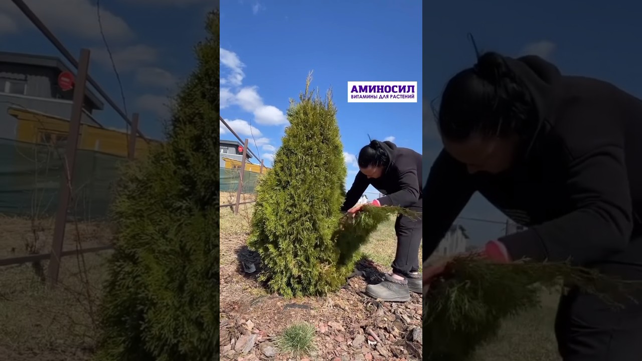 Уход за хвойными. Арт. 62811273-жидкий. Арт. 135562342 - в гранулах