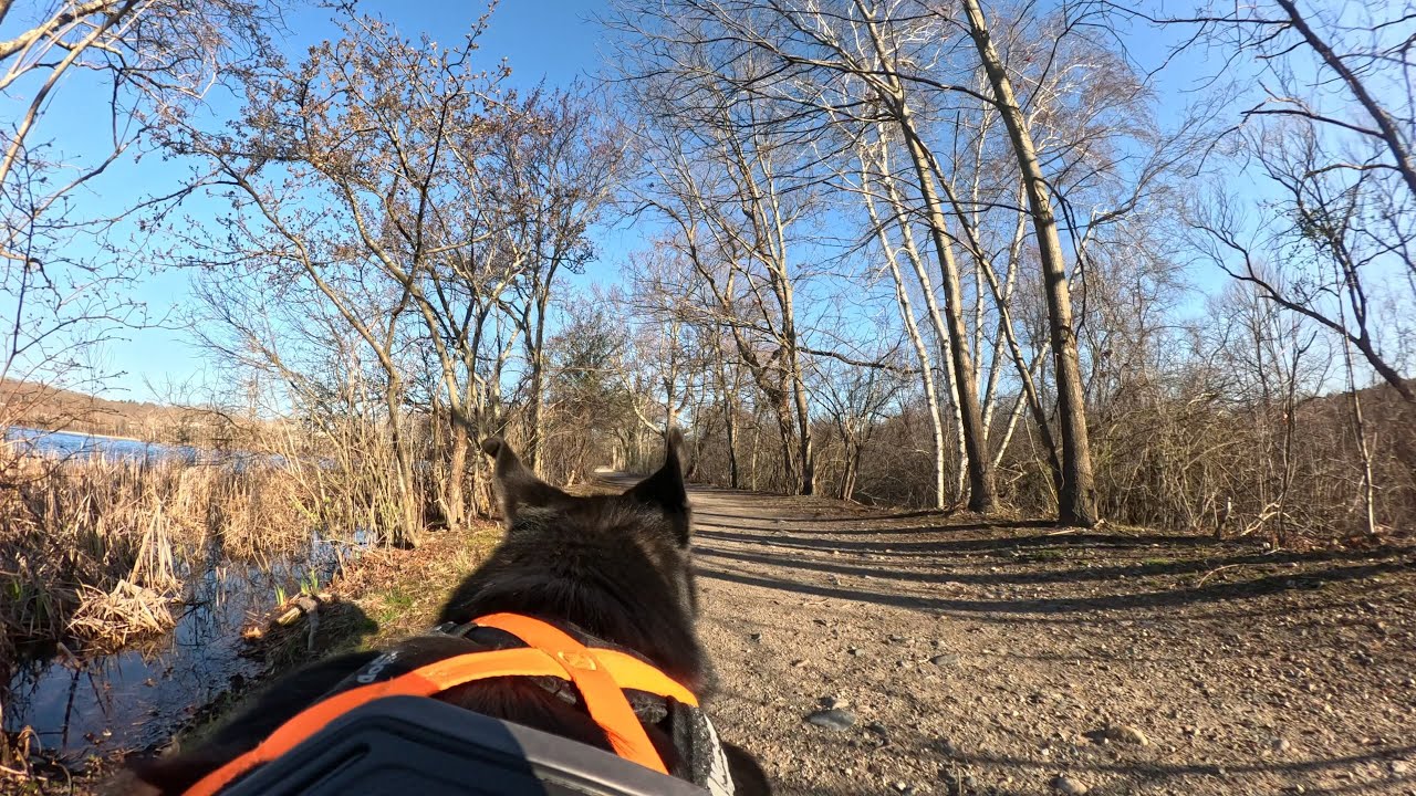 (4K Dog POV) Virtual Husky Run - Looping Kendrick Pond in Massachusetts on a cool April morning