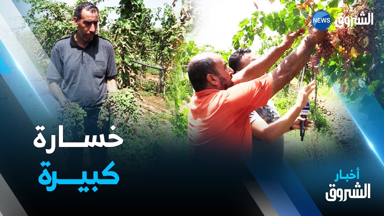 موجة الحر تعصف بالأشجار المثمرة وتسجيل خسائر في المحاصيل.. الفلاحون يستنجدون بالرئيس