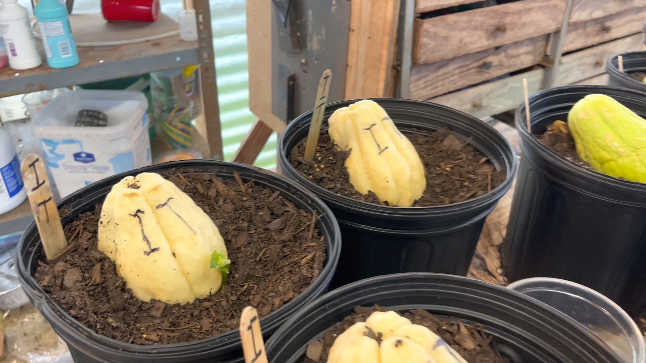 02.06.2021: Meet Paul D’Anna~ Mirliton Heirloom Gardener