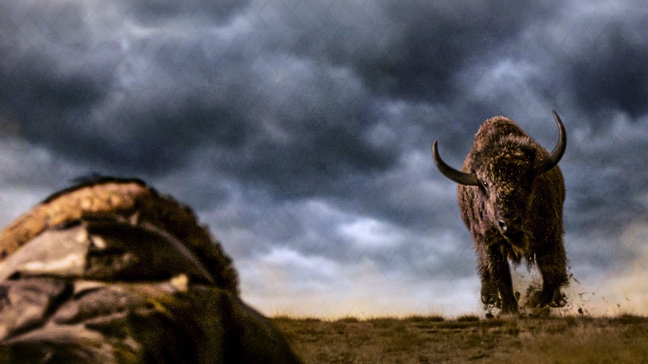 Hunter VS. Bison - Brutal Fight | Alpha