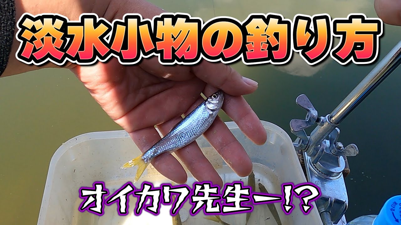 夏の手賀川で小物釣りしてみました　入門編【小物釣り】