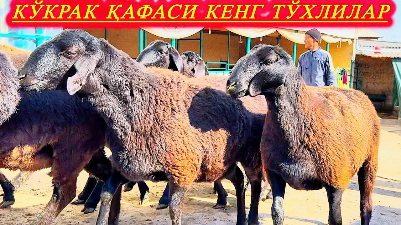 СУРХОНДАРЁ БАРАКАЛИ НАСЛДОР 2025 ТУ́ХЛИЛАРИ