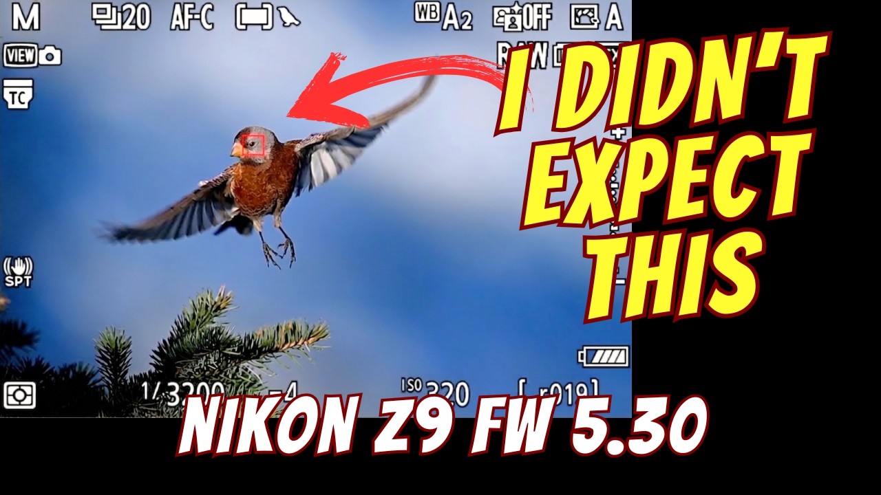 Улучшила ли Nikon автофокусировку по птицам? Тест прошивки Z9 5.30.