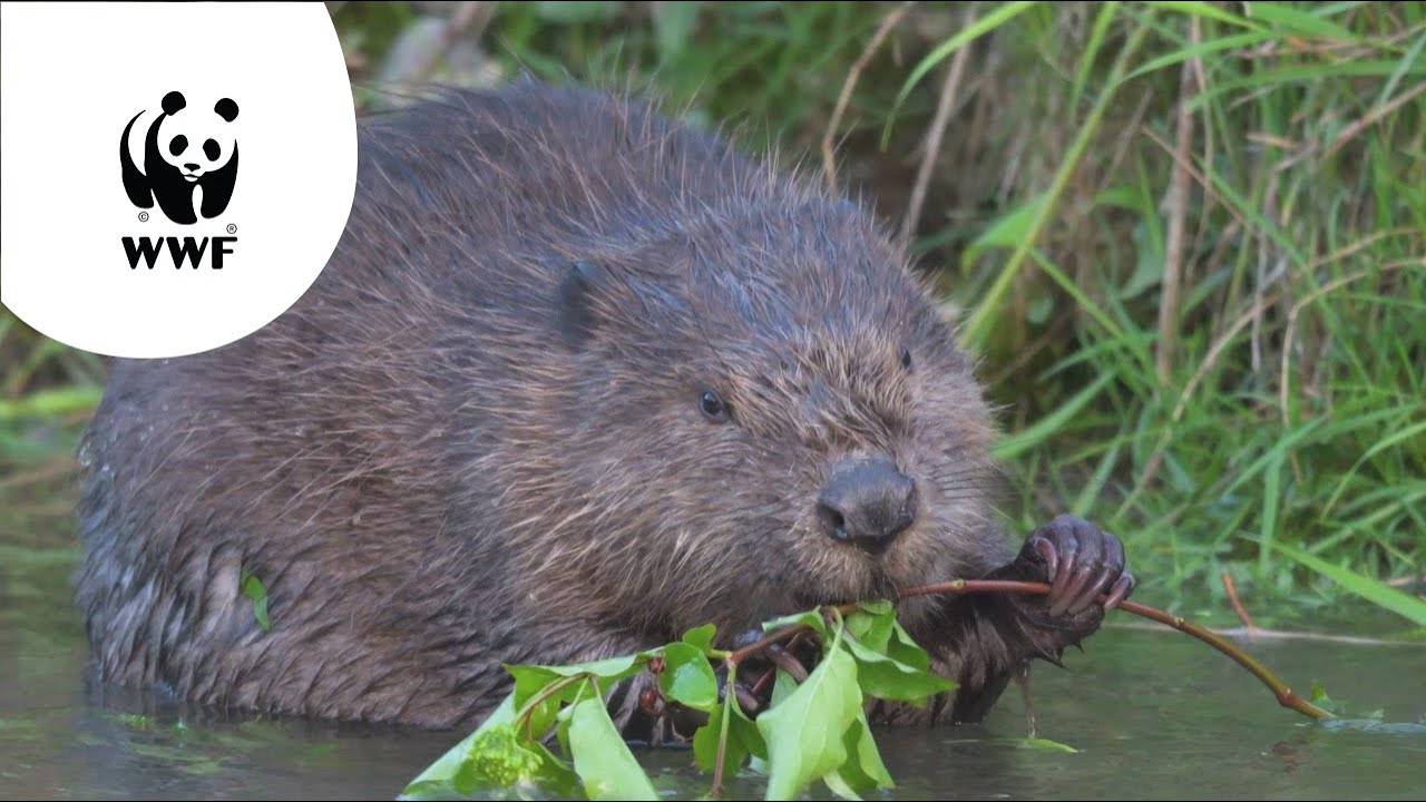 Meer natuur in Nederland: Millingerwaard