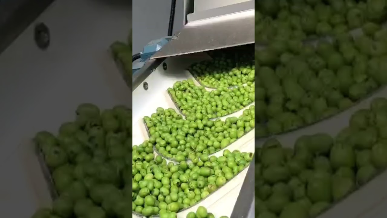 Processo di produzione dell'olio d'oliva #olioreale #olioextraverginedioliva   #olioevo   #olio