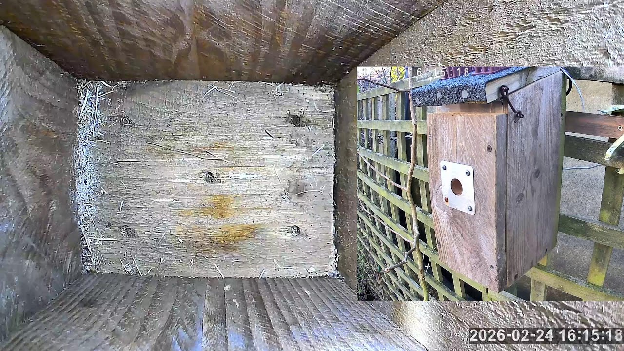 SoBo Nest Box Live Stream