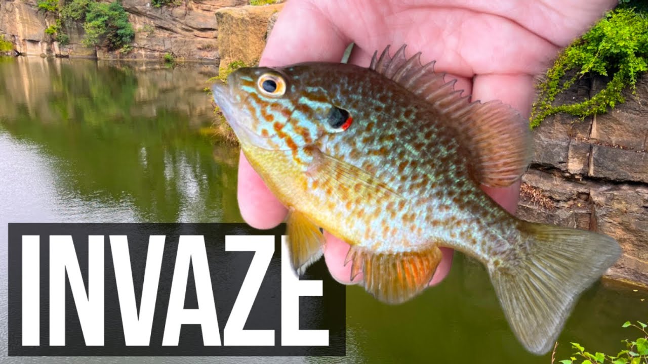 INVAZIVNÍ BESTIE SLUNEČNICE pestrá | pozor na prsty! (sunfish pumpkin seed)