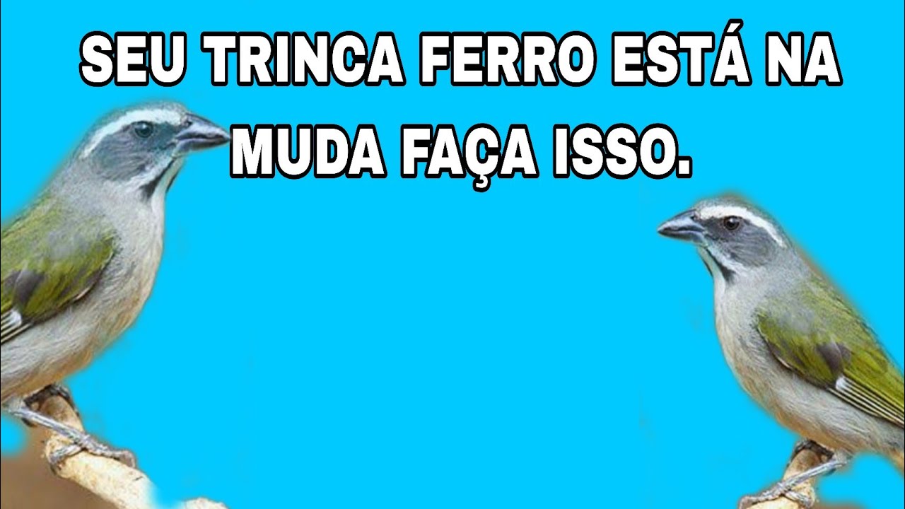 3 COISAS QUE O PÁSSAROS QUE ESTÁ NA MUDA PRECISA E VOCE NAO FAZ.