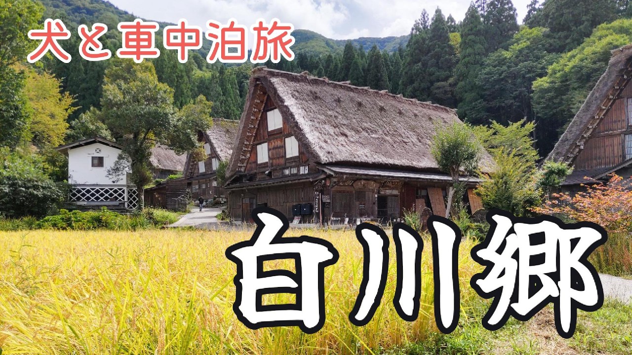 【犬と車中泊】白川郷の黄金の絨毯｜郡上八幡城【岐阜旅③】