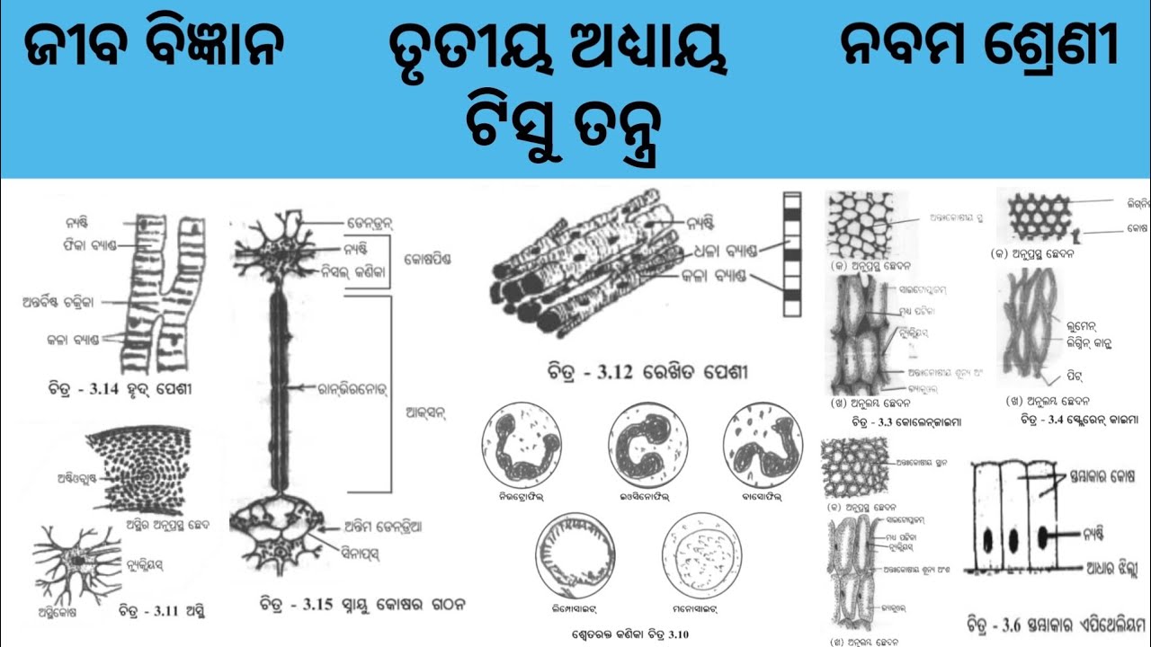 Tishu tantra | Class 9 Jiba bigyan | Life science |Odia medium | Odisha Education Knowledge 