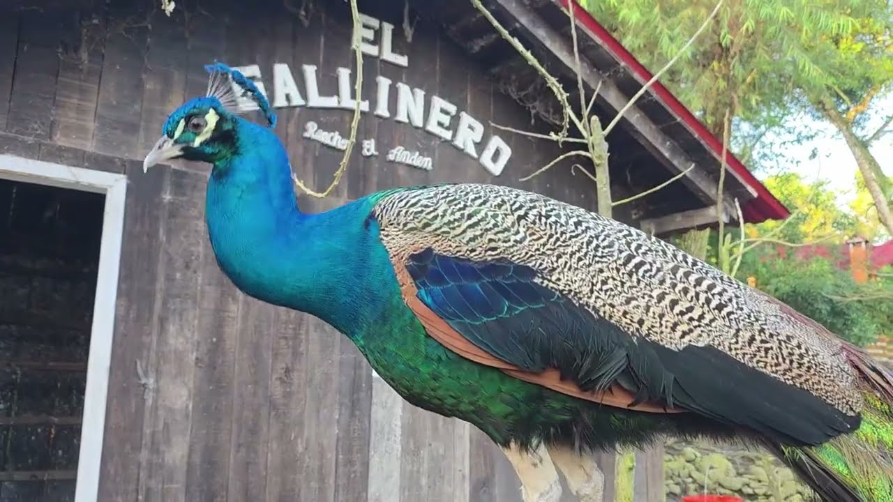 Betito anda enojado