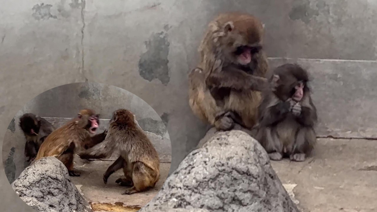 番外編 パンチくんを毛づくろいしてるんだから邪魔しないでよって感じのお猿さん【番外編】【市川市動植物園】ニホンザル