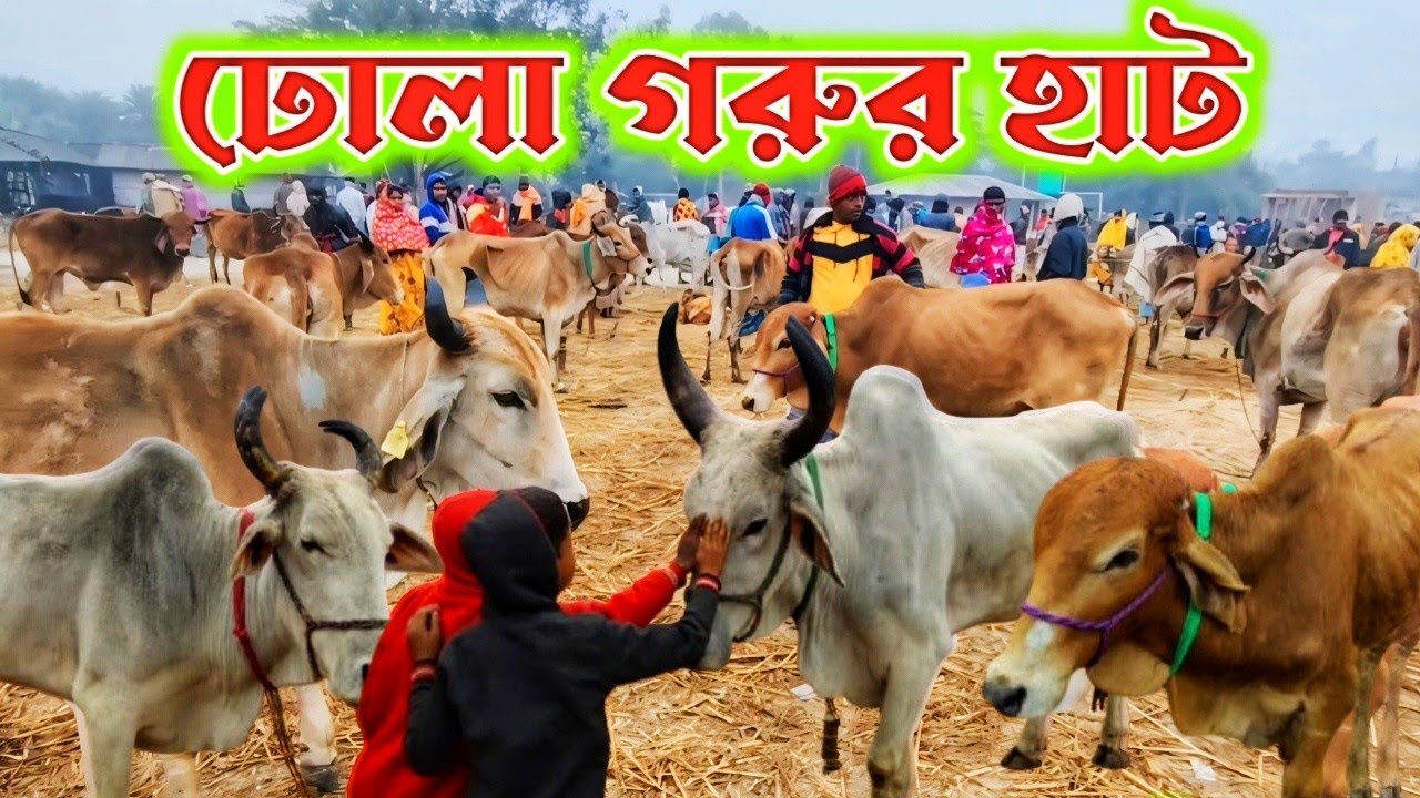 পশ্চিমবঙ্গের অন্যতম গরুর হাট ঢোলাহাট |গরু মহিষ ছাগলের দাম কত হলো?cow goat buffalo market west bengal