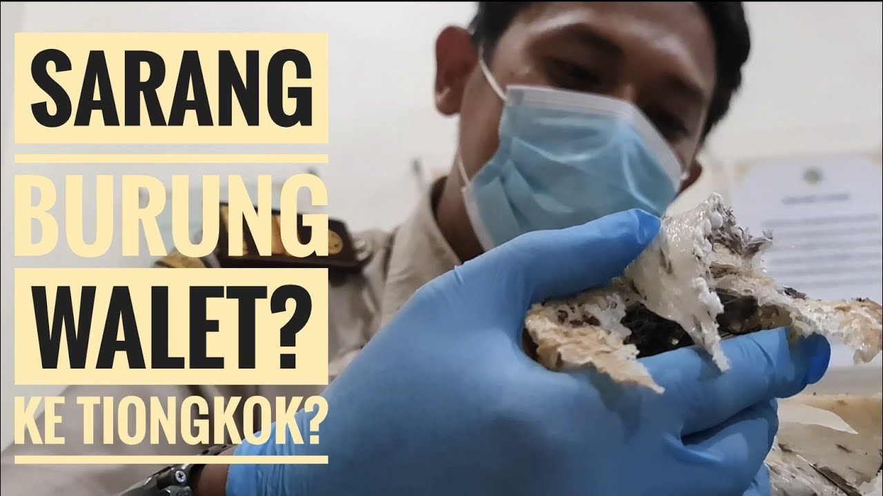 Ekspor Sarang Burung Walet Ke China? Ini Persyaratannya | Karantina Pertanian Pontianak