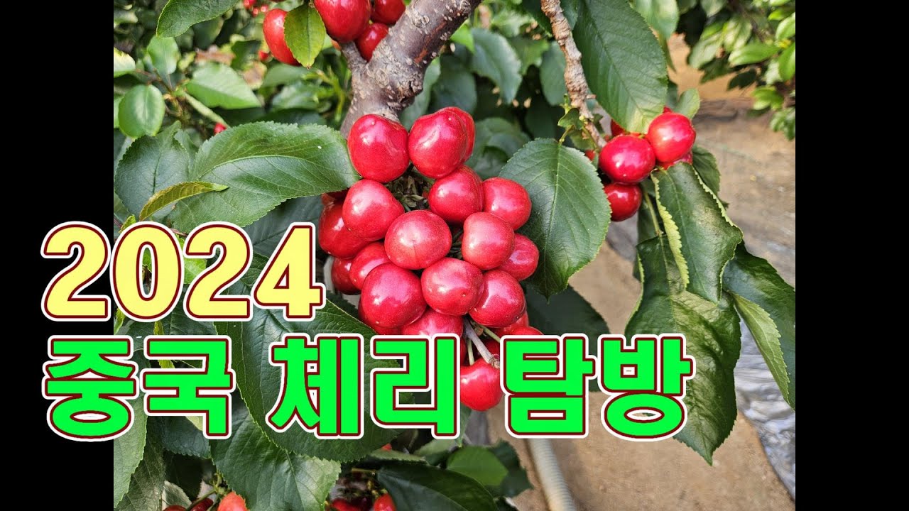 2024 중국 체리 탐방 (촉성 시설 재배로 3월에 한참 체리 수확중 입니다.)