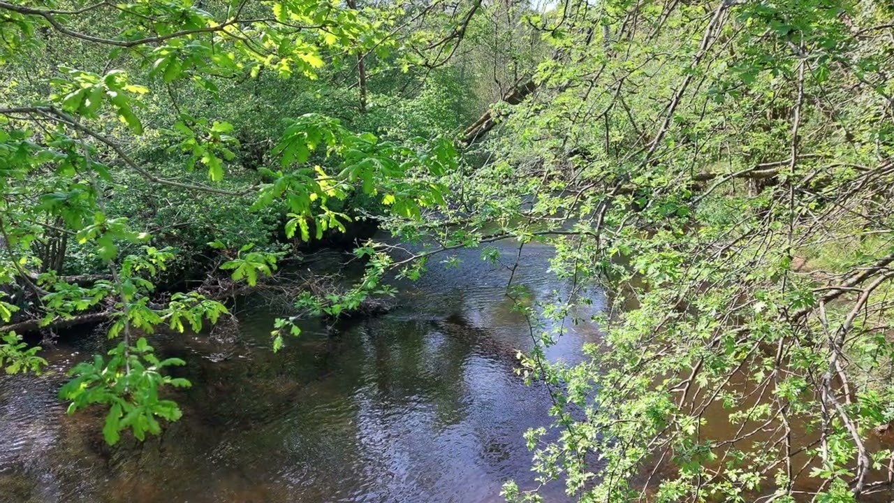 Sleeping Tune 2025 Bluebell Edition