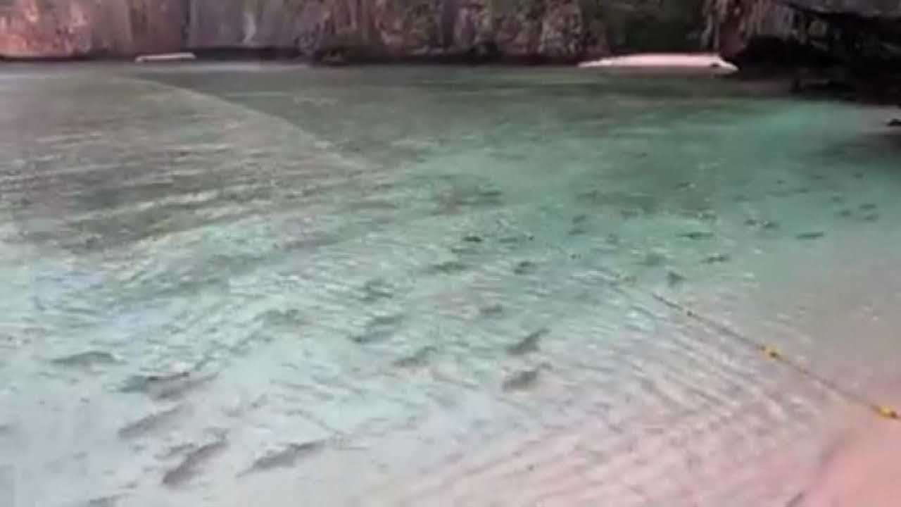 Gli squali tornano nella baia di The Beach chiusa al pubblico
