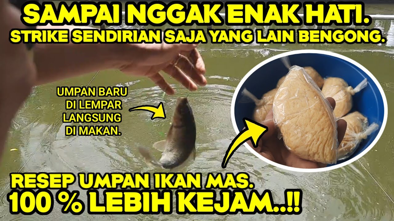 Luar biasa gacor parah..!! Racikan umpan ikan mas ocok untuk lomba / harian.