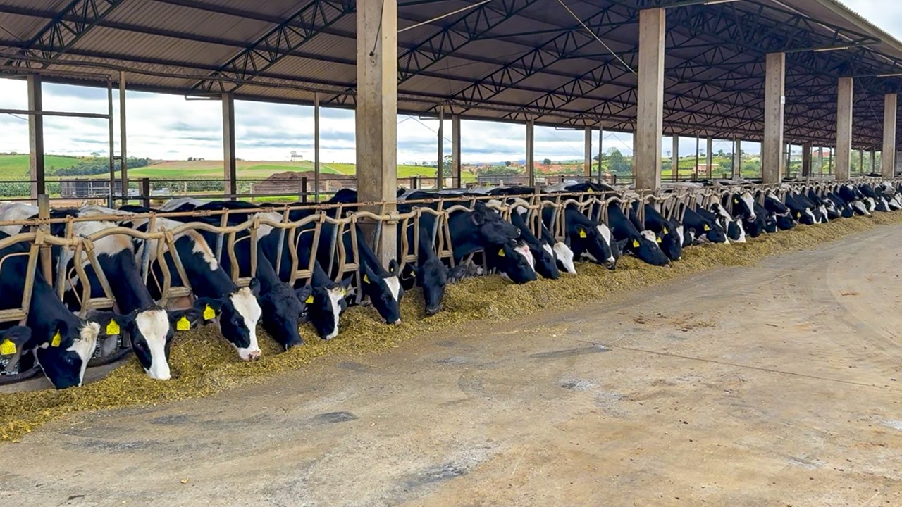 КАК КОНТРОЛИРОВАТЬ НАБИВ ВЕСА ТЕЛЕК: СТРАТЕГИИ ВЫРАЩИВАНИЯ В ПЛОЩАДКЕ FAZENDA QUERNCIA DO GUAÇU, ...