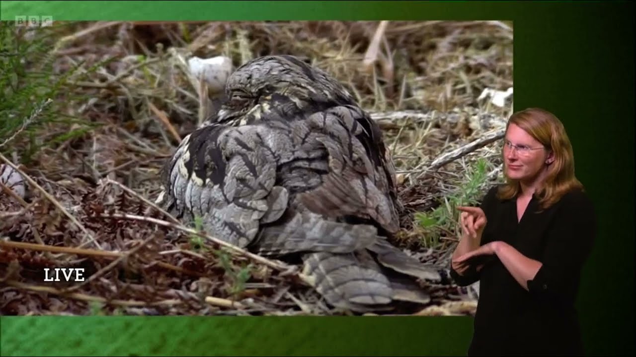 That fascinating footage of a Nightjar eating its young chick | Springwatch 2023 (signed)