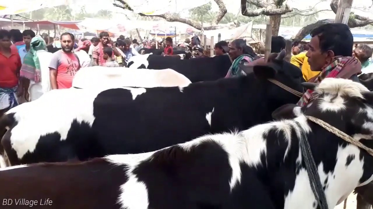 Dairy cow market with prices / BD Village Life