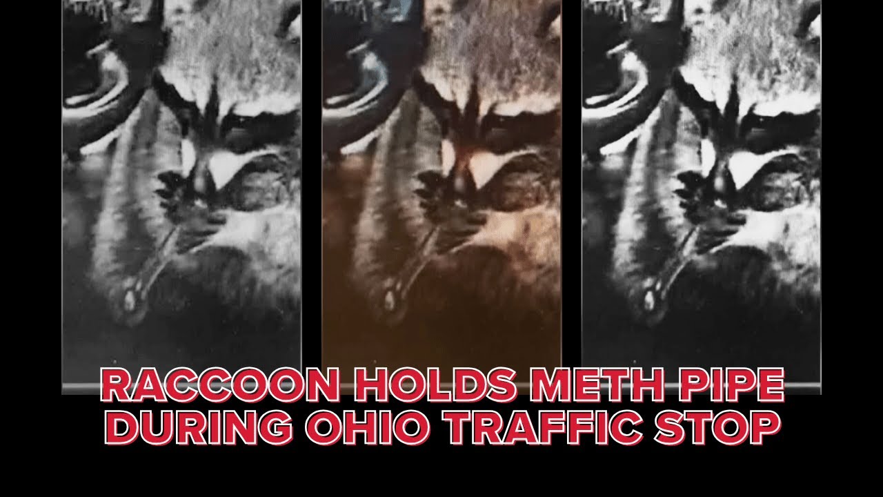 BODYCAM: Police find raccoon in car with meth pipe during Ohio traffic stop