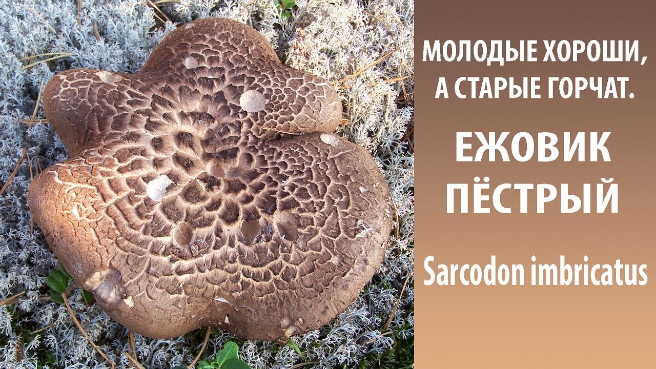 Молодые хороши, а старые горчат. ЕЖОВИК ПЁСТРЫЙ - Sarcodon imbricatus
