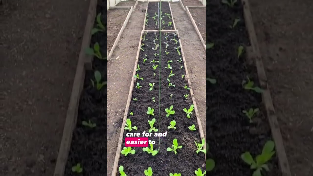 Эффективный сад 2026