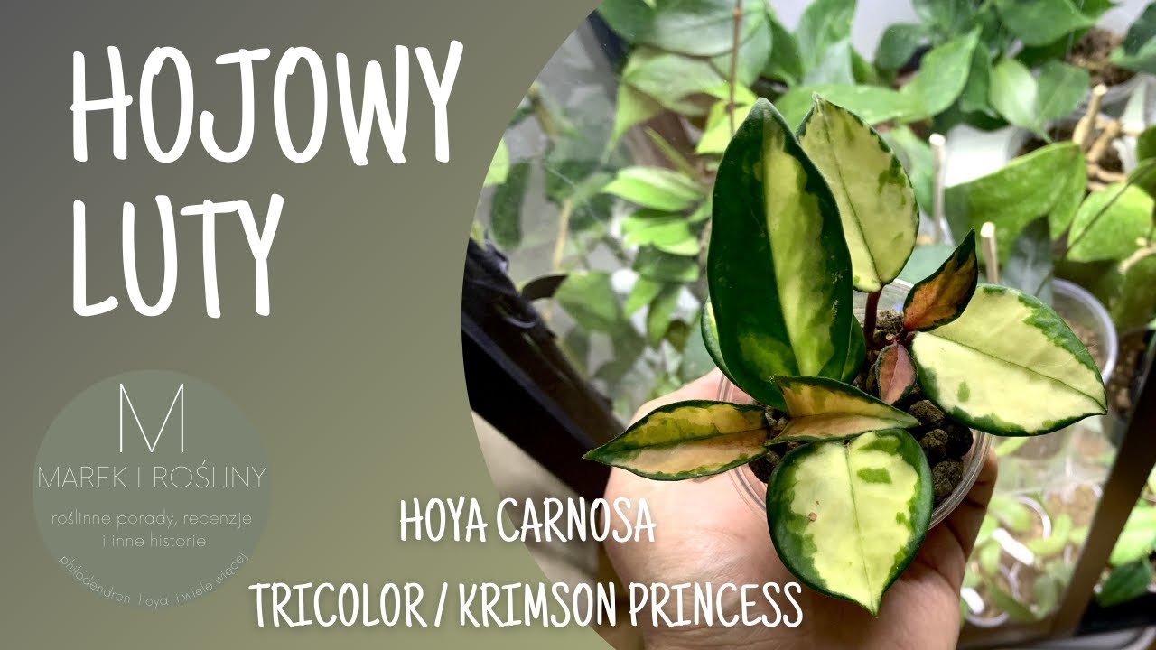 Hoya carnosa Tricolor / Krimson Princess.