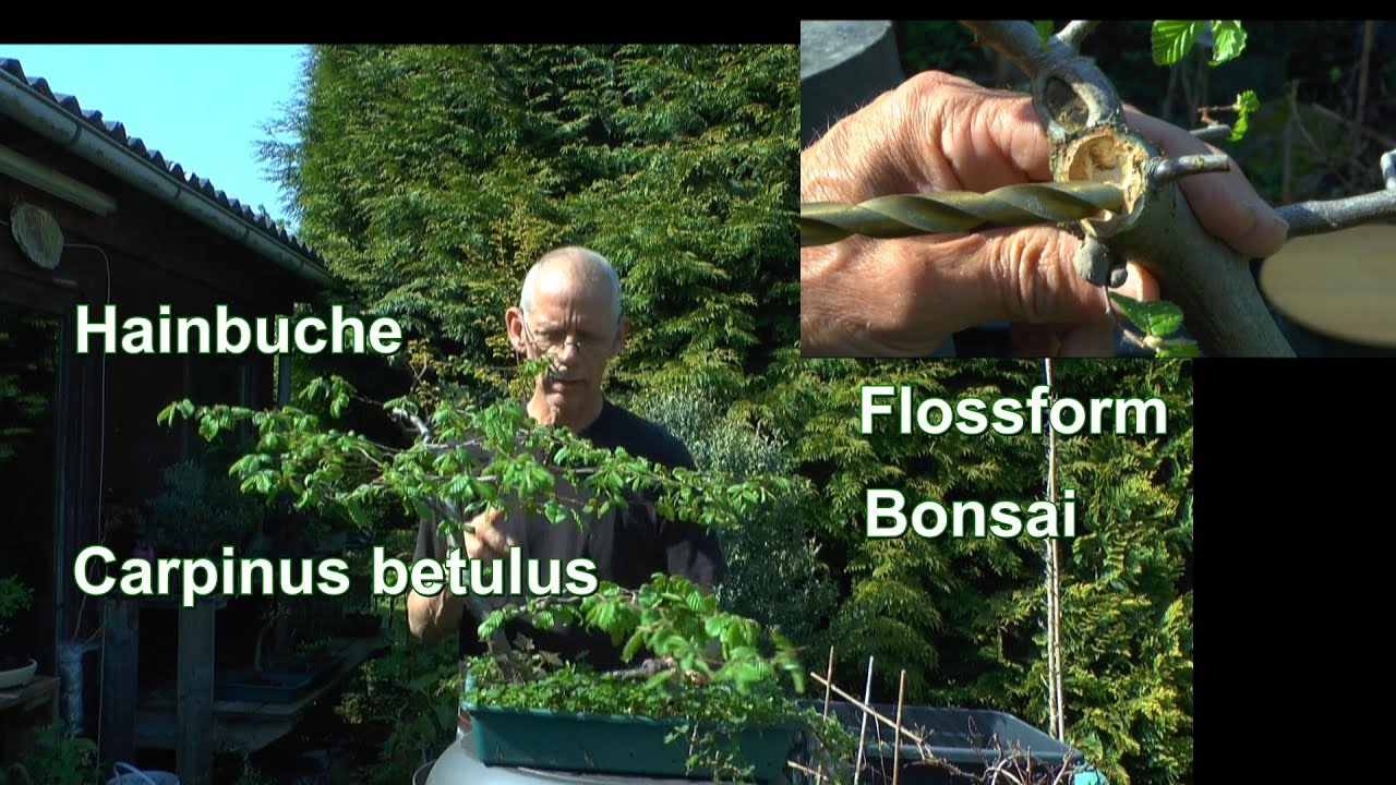 Garten und Bonsai Hainbuche Flossform Schneiden für die Grundgestaltung mit Bohrer in die Tiefe